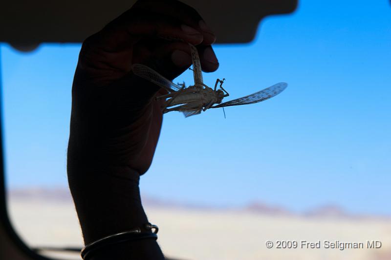 20090604_154323 D3 X1.jpg - Dragonfly seen on Skeleton Coast, Namibia.  It flaps its wings 1/10 as frequent as does the bee